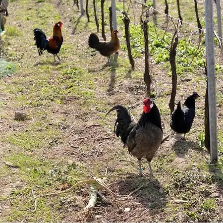 gîte l'œuf ou la poule, parking privé Ribeauvillé Extérieur photo